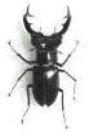BFNHS Stag Beetle Logo