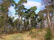Pine trees at Caesar's Camp