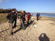 Birdwatching at Pagham Harbour