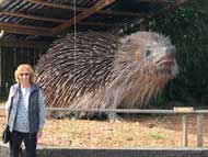 hedgehog at the British Wildlife Centre