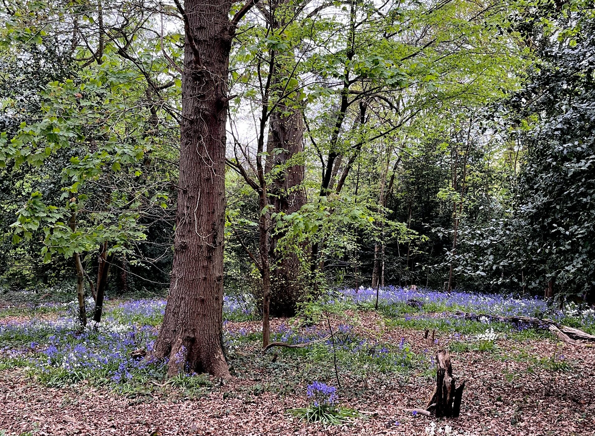 Good News Story – Bracknell Forest Natural History Society